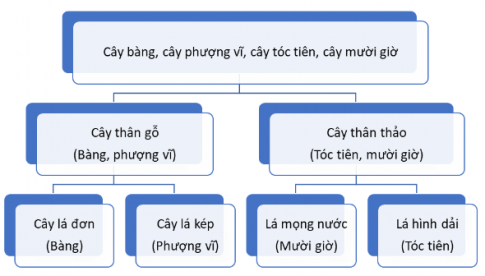 Kể tên các loài cây trong sân trường và lập khóa lưỡng phân.