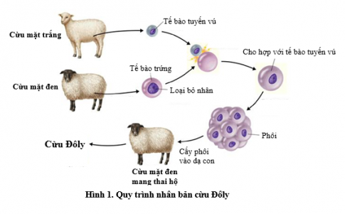 Quy trình nhân bản cừu, người ta tiến hành các bước như hình. Cừu Dolly sinh ra sẽ mang đặc điểm di truyền của con cừu nào? Giải thích. 