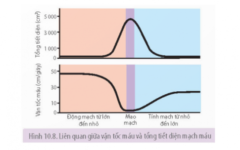 Quan sát Hình 10.8 trang 65, sau đó trả lời các câu hỏi sau: