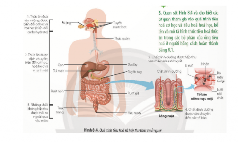 Quan sát Hình 8.4 và cho biết các cơ quan tham gia vào quá trình tiêu hóa cơ học và tiêu hóa hóa học, kể tên và mô tả hình thức tiêu hóa thức ăn trong các bộ phận của ống tiêu hóa người bằng cách hoàn thành Bảng 8.1.