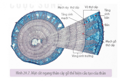 Quan sát lát cắt ngang của thân cây gỗ ở Hình 20.7 trang 132 và cho biết cách xác định tuổi của cây. Có thể sử dụng vòng gỗ để tìm hiểu về đặc điểm khí hậu (lượng mưa, nhiệt độ) ở địa phương nơi thực vật đó sinh sống được không? Giải thích.