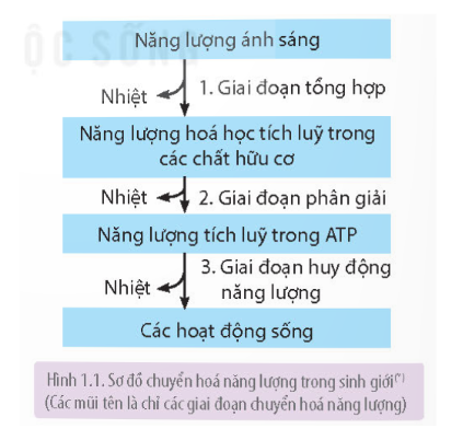 Dựa vào Hình 1.1 trang 6, mô tả tóm tắt quá trình chuyển hóa năng lượng trong sinh giới (bắt đầu từ năng lượng ánh sáng).