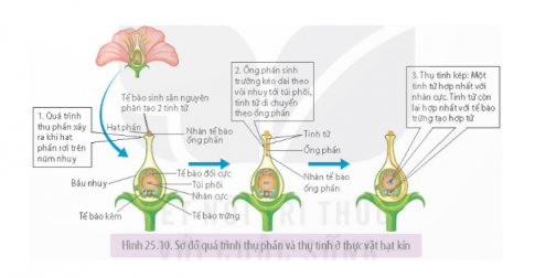 Quá trình thụ tinh ở thực vật diễn ra như thế nào (tham khảo Hình 25.10 trang 164)? Tại sao gọi quá trình thụ tinh ở thực vật có hoa là thụ tinh kép?