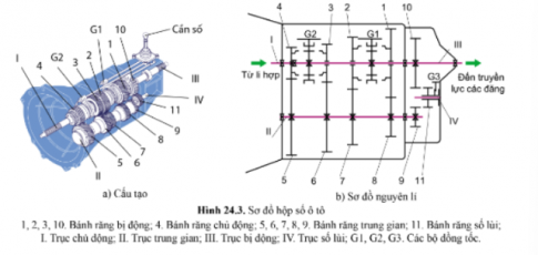 Quan sát hình 24.3b, hãy cho biết: Hộp số có mấy số tiến? Trình bày cấu tạo của hộp số?