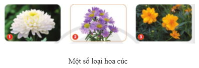 Em hãy đọc thông tin, quan sát hình và cho biết đặc điểm của hoa cúc.