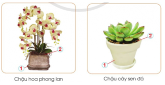 Em hãy chỉ rõ chậu và giá thể có trong các hình dưới đây