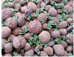 Chia sẻ với bạn về một số loại giá thể được sử dụng để trồng hoa và cây cảnh ở địa phương em.