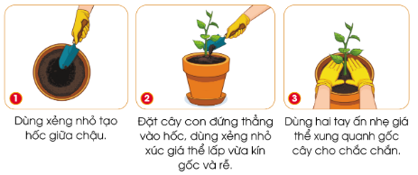 Dựa vào hình và thông tin gợi ý dưới đây, hãy nêu các thao tác trồng cây con trong chậu.