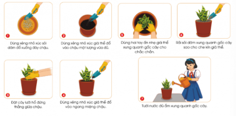 Dựa vào hình và thông tin gợi ý dưới đây, em hãy mô tả các thao tác trồng cây lưỡi hổ trong chậu