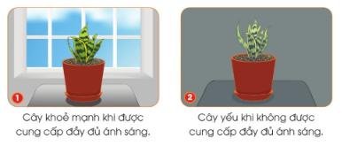 Quan sát hình và đọc thông tin dưới đây, em hãy cho biết vì sao cần cung cấp đầy đủ ánh sáng cho cây lưỡi hổ.
