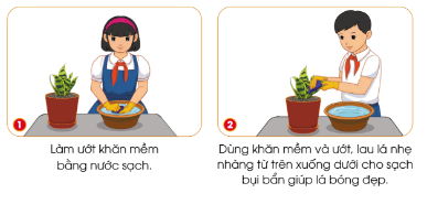 Quan sát hình và thông tin dưới đây, em hãy mô tả công việc lau lá cây lưỡi hổ trồng trong chậu.