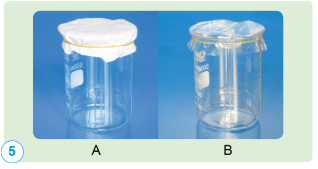 Căng miếng vải sợi bông trên miệng cốc A; căng miếng ni lông trên miệng cốc B (hình 5). Lần lượt rót nước vào hai cốc A, B. Quan sát miếng vải và miếng ni lông trên miệng hai cốc