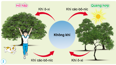 Quan sát: Trình bày vai trò của không khí đối với sự sống. 