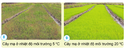 Quan sát: Nêu sự ảnh hưởng của nhiệt độ đến sự phát triển của cây mạ.