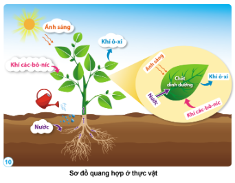 Quan sát: Nhờ có ánh sáng, thực vật đã sử dụng những gì để tạo thành chất dinh dưỡng và thải ra khí ô-xi? Quá trình đó được gọi là gì?