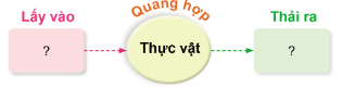 Câu hỏi và thảo luận: Vẽ sơ đồ sự trao đổi khí giữa thực vật với môi trường trong quá trình quang hợp theo gợi ý dưới đây.