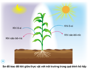 Nêu tên các chất khi mà thực vật lấy vào và thải ra trong quá trình hô hấp. Vẽ sơ đồ sự trao đổi khí giữa thực vật với môi trường trong quá trình hô hấp.