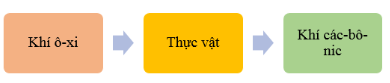 Nêu tên các chất khi mà thực vật lấy vào và thải ra trong quá trình hô hấp. Vẽ sơ đồ sự trao đổi khí giữa thực vật với môi trường trong quá trình hô hấp.