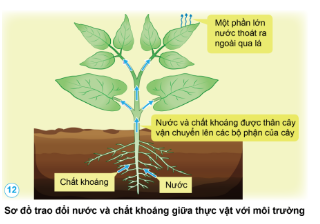 Nêu sự trao đổi nước và chất khoáng giữa thực vật với môi trường theo gợi ý sau đây: