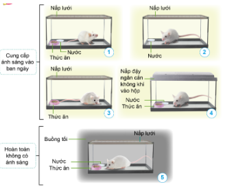 Quan sát: Hãy nêu điều kiện sống của mỗi con chuột trong những hình sau.