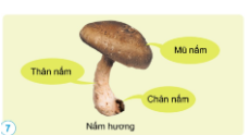  Chỉ và nói tên các bộ phận của nấm hương trong hình 7.