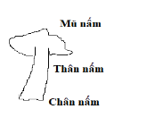  Hãy vẽ sơ đồ đơn giản và ghi chú tên bộ phận của một loại nấm ăn. 