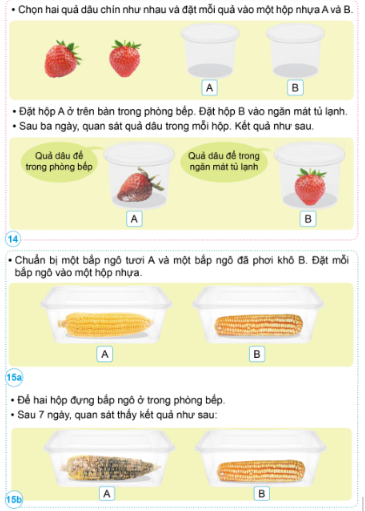  Nêu kết quả của các thí nghiệm trong hình 14, 15. Từ đó, rút ra cách bảo quản một số thực phẩm.