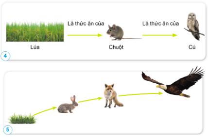 Quan sát: Trình bày chuỗi thức ăn ở hình 4, 5.