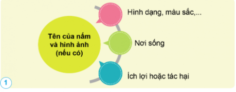 Làm 1 bộ sưu tập nấm bằng sơ đồ gợi ý dưới đây.