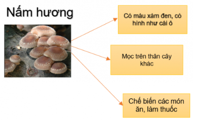 Làm 1 bộ sưu tập nấm bằng sơ đồ gợi ý dưới đây.