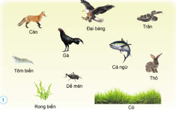  Hãy viết chuỗi thức ăn có từ ba mắt xích trở lên dựa trên các thực vật, động vật trong hình dưới đây. 