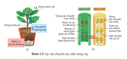 Quan sát hình 2.5 trang 14, cho biết nước và khoáng hấp thụ ở rễ được đưa đến các cơ quan khác như thế nào?