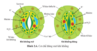 Quan sát hình 2.6 trang 15 và giải thích cơ chế đóng mở của khí khổng.