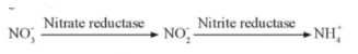 Nitrate và ammonium được biến đổi trong cây như thế nào?