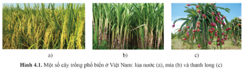 Quang hợp ở thực vật có vai trò gì đối với thực vật và với các sinh vật khác trên Trái Đất? Có phải quá trình quang hợp ở các cây trong hình 4.1 trang 25 đều diễn ra theo cơ chế giống nhau?