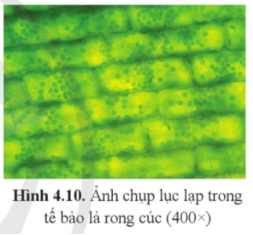 Học sinh trình bày (hình vẽ hoặc ảnh chụp) và giải thích các kết quả thu được.