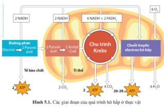  Dựa vào hình 5.1 trang 36, trình bày các giai đoạn của quá trình hô hấp ở thực vật.