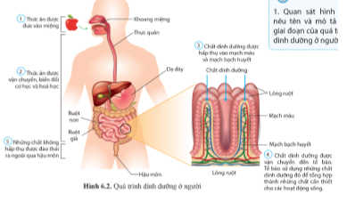 Quan sát hình 6.2 trang 40, nêu tên và mô tả các giai đoạn của quá trình dinh dưỡng ở người