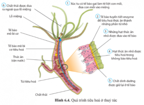 Quan sát và cho biết hình thức tiêu hóa của người và mỗi động vật trong hình 6.2 trang 40, hình 6.3 trang 41, hình 6.4 trang 42.