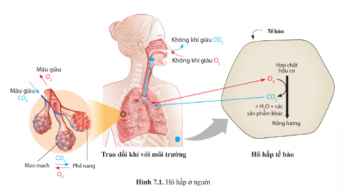 Quan sát hình 7.1 trang 45 và cho biết vai trò của hô hấp. Nêu mối quan hệ giữa quá trình trao đổi khí với môi trường và quá trình hô hấp tế bào.