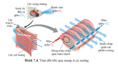 Quan sát hình 7.1 trang 45, 7.2 trang 46, 7.3, 7.4 trang 47 hoàn thành bảng 7.1 trang 46.