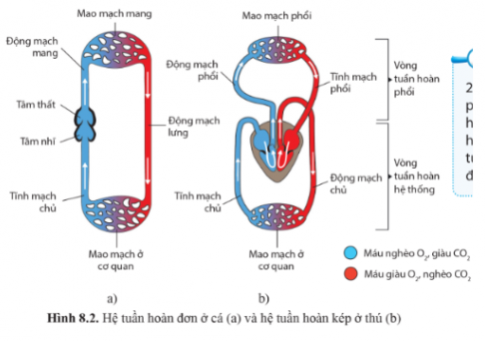 Quan sát hình 8.2 trang 51, phân biệt hệ tuần hoàn đơn và hệ tuần hoàn kép về số vòng tuần hoàn và đường đi của máu.