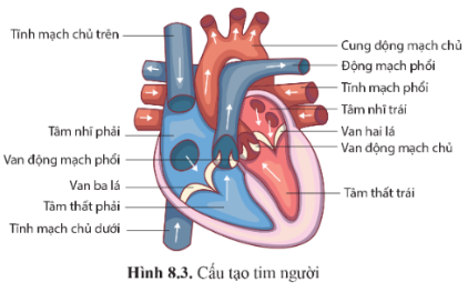 Quan sát hình 8.3 trang 52: