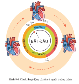 Quan sát hình 8.4 trang 52 và cho biết một chu kì tim có những pha (giai đoạn) nào? Thời gian mỗi pha là bao nhiêu?