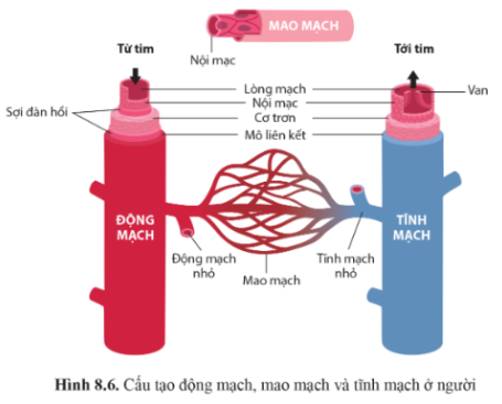 Quan sát hình 8.6 trang 53, nêu đặc điểm khác nhau về cấu tạo của các mạch máu. Những đặc điểm cấu tạo đó phù hợp với chức năng của chúng như thế nào?