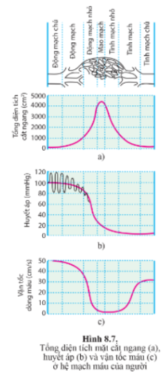 Quan sát hình 8.7 trang 54 và cho biết sự khác biệt về tổng diện tích mặt cắt ngang, huyết áp, vận tốc máu ở động mạch, mao mạch và tĩnh mạch.