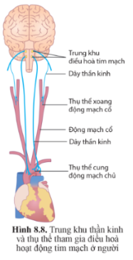 Quan sát hình 8.8 trang 55 và cho biết trung khu điều hòa tim mạch nằm ở đâu? Trung khu điều hòa tim mạch tiếp nhận xung thần kinh từ những thụ thể nào?