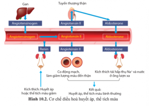 Quan sát hình 10.2 trang 70, nêu vai trò của thận trong điều hòa thể tích máu, huyết áp máu