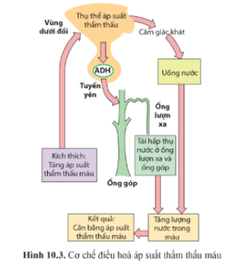 Quan sát hình 10.3 trang 70, nêu vai trò của thận trong điều hòa áp suất thẩm thấu máu.