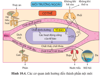 Quan sát hình 10.4 trang 71 và cho biết những cơ quan nào có ảnh hưởng đến thành phần nội môi.